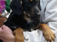 Woody❤️ Schutzgebühr 500 Euro - Burgsinn