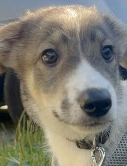 Rami ist ein besonders sanfter ... - Dittelbrunn