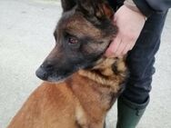 Malinois-Mix SPOCK sucht Zuhasue - München