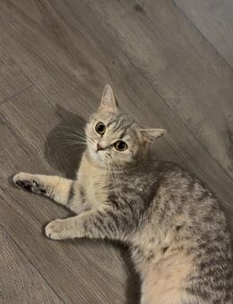 Reinrassige BKH Britisch Kurzhaar Kitten - Achim