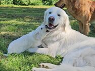 Golden Retriever Welpen - Kalefeld
