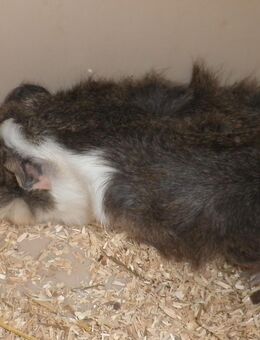 junge Meerschweinchen Mädels abzugeben - Wasbek