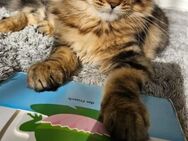 Main Coon kitten - Hannover