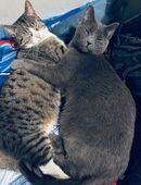 Dringen Zuhause für immer gesucht in 44147