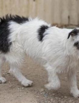 liebenswerter Nosy sucht - Kallmünz