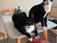 Zwei ganz tolle Kater suchen ein Zuhause - Berlin Pankow