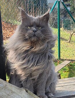 Maine Coon Katerchen in red-tabby-white und cream-silver-tabby-white - Freital