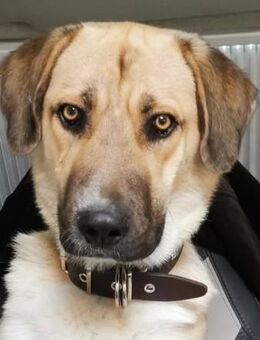 Wunderschöner griechischer Schäferhund-Mix sucht liebevolles für IMMER Zuhause - Undeloh