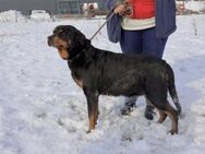 tolle Rottweilerin Grete sucht Körbchen - München