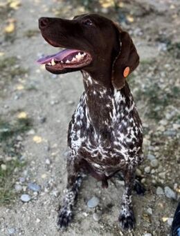 Boogie - liebevoller Rüde auf PS - Berlin