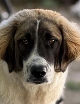 Ley, geb. ca. 12/2024, GRIECHENLAND - Euskirchen