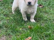 Golden Retriever Welpen noch 1 Rüde - Kehl