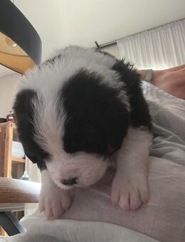 Bernersenne Landseer Welpen - Werl