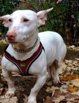 Ich heiße ❤️JORAH und möchte ein Zuhause - Fahrenzhausen