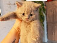 Reinrassige BHK-Kitten - Braunschweig