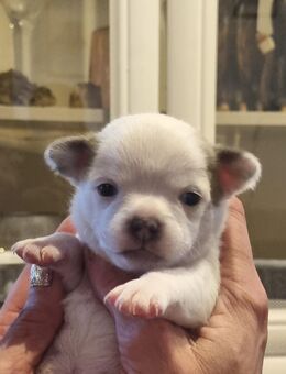 Zuckersüsse Chihuahua Welpen - Dingolfing