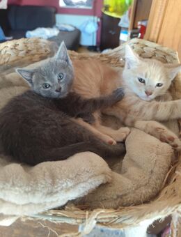 EKH Kitten, Kater Katzen, entwurmt , Hunde gewöhnt ab sofort abzugeben - Nidda
