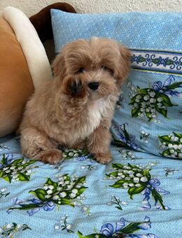 Maltipoo F1 noch ein Junge frei - Rostock