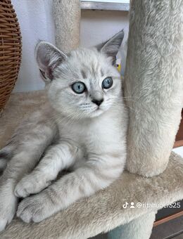 Zwei BKH Kitten (weiblich) - Oberndorf (Neckar)