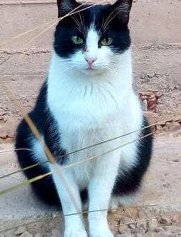 Chiquitito- Junger Kater sucht Zuhause - Bad Camberg