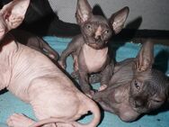 Reinrassige Cannadische Sphynx Kitten mit Stammbaum - Dortmund