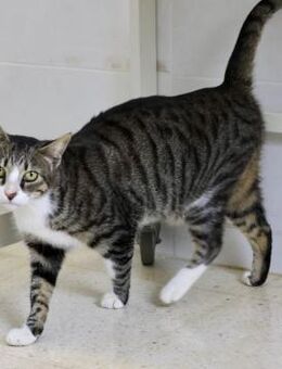 Katy, unternehmunslustig, neugierig - Westerholt