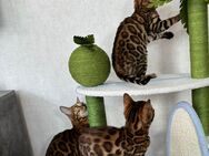 Reinrassige Bengal kitten abzugeben nur noch 2/4 da ein Junge ein Mädchen - Weener
