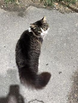 Langhaarkater Rufus aus dem Tierschutz - Grevenbroich