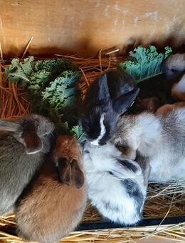 Zwergwidder Nachwuchs - Bissingen (Teck)