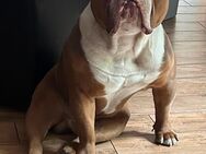 Englische Bulldogge Rüde 3 Jahre alt - Neumünster