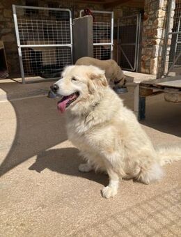 Bruno hat sein Zuhause verloren - Bergkirchen