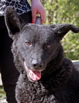 Kajla - sanfter Rüde - Marktleugast