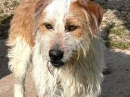 LACHO - ein freundlicher Griffon ...... - Kempen
