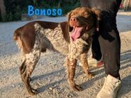 Bonoso anhänglicher süßer Spaniel 07/23 - Ruppertsecken