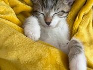 Baby Katze junge - Besigheim