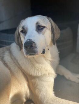 Mali sucht ihre Menschen - Beckingen