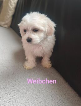 Malteser Welpen - Schömberg (Regierungsbezirk Karlsruhe)