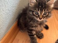 Kitten BKH Mix - Düsseldorf