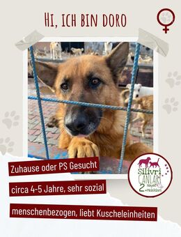 Sehr soziale Doro sucht ein Zuhause - Nürtingen