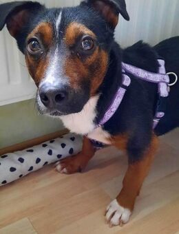 Cora Jack Russel - Mix 2-3 Jahre 38 cm - Beltheim