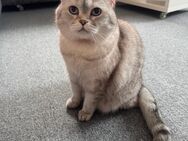 BKH Hauskatze - Ansbach