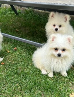Zwergspitz Pomeranian - Vöhringen (Bayern)