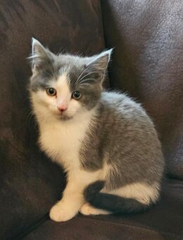 Kätzchen / Kitten Rassemix - Bassum