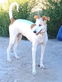 Amber kam aus der Tötung Alb - Ludwigshafen (Rhein)