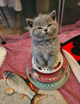 „Süße BKH Mix Kitten suchen Zuhause“ - Frasdorf
