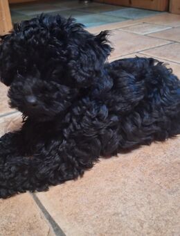 Toypudelwelpen Zwergpudelwelpen Toypudel Zwergpudel, Welpen - liebevoll aufgezogen - Magdeburg