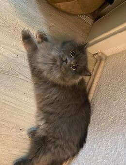 katzen Perserkatzen - Duisburg