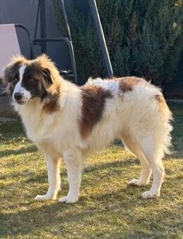 MAIA - zutraulich & aufgeschlossen - Velbert