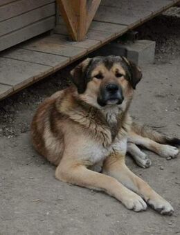 Tarzan ❤️ sucht!! - Sindelfingen