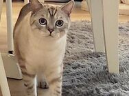Ein netter Kater an eine nette Familie abzugeben - Berlin Tempelhof-Schöneberg